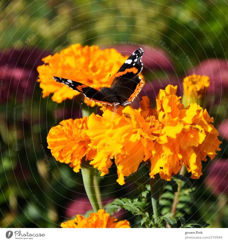 Admiral Natur Pflanze Tier Blume Blüte Tagetes Garten Wildtier Schmetterling 1 ästhetisch schön Wärme mehrfarbig gelb grün rosa Idylle Leichtigkeit orange