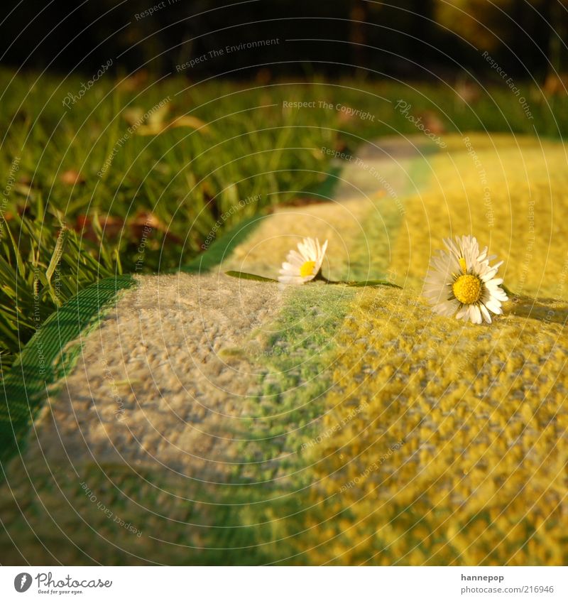 mal wieder bellis Ausflug Natur Pflanze Schönes Wetter Blume Garten Park Wiese Erholung liegen einfach natürlich gelb grün Gänseblümchen Decke mehrfarbig