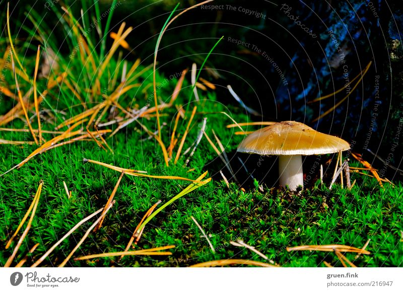 fungi Natur Pflanze Herbst Baum Gras Moos Pilz schön braun grün Einsamkeit entdecken Tannennadel Farbfoto Außenaufnahme Nahaufnahme Menschenleer