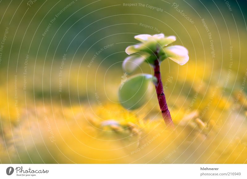 Gelbe Sedum Leben Sommer Gartenarbeit Natur Pflanze Blume Blatt stehen gelb grün Fetthenne Tiefenschärfe seicht geblümt Flora Pfeffer Blütenblatt Goldmoos