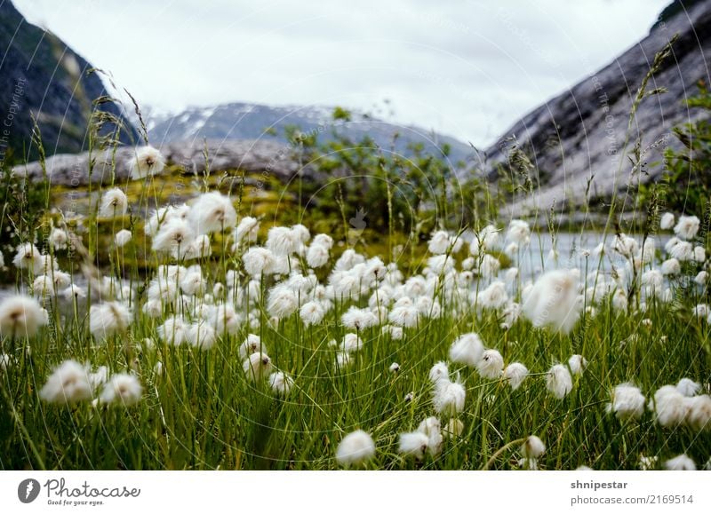 Wollblumen in Nigardsbreen, Norwegen ruhig Ferien & Urlaub & Reisen Tourismus Ausflug Abenteuer Ferne Freiheit Expedition Camping Berge u. Gebirge wandern