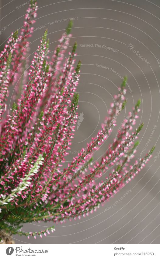 blühende Erika als Gartendekoration Zierheide Calluna Calluna Vulgaris Heidestrauch heimisch nordisch Herbstpflanze dekorativ niedlich Sträucher Herbstblüte