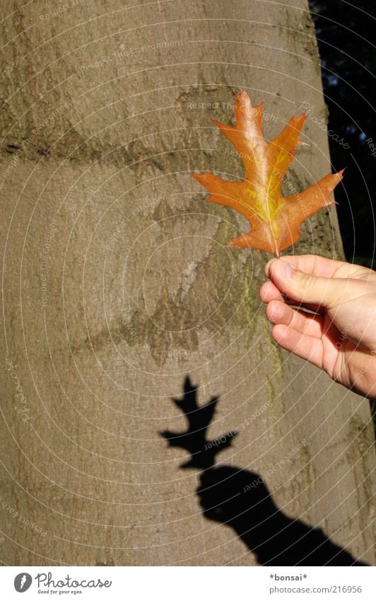 zeig mir den herbst! Hand 1 Mensch Natur Herbst Schönes Wetter Blatt Dekoration & Verzierung alt leuchten dehydrieren natürlich Originalität trocken braun