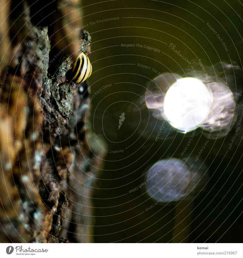 Fauna am Bach Umwelt Natur Tier Sonnenlicht Sommer Herbst Pflanze Baum Baumrinde Wildtier Schnecke Schneckenhaus 1 festhalten dunkel gelb schwarz Farbfoto