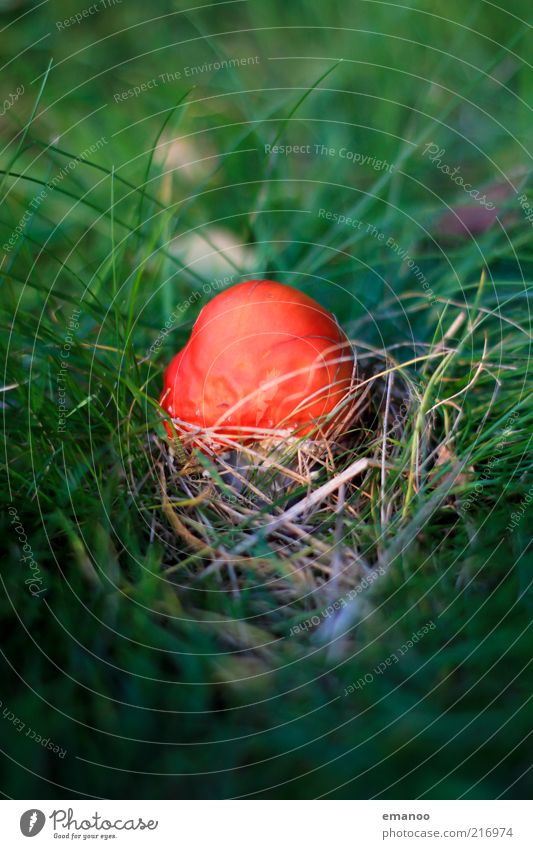 Herbst.Ei. Umwelt Natur Pflanze Klima Wetter Gras Wildpflanze klein grün rot Pilz Fliegenpilz Grasbüschel Gift Farbfoto mehrfarbig Außenaufnahme Nahaufnahme