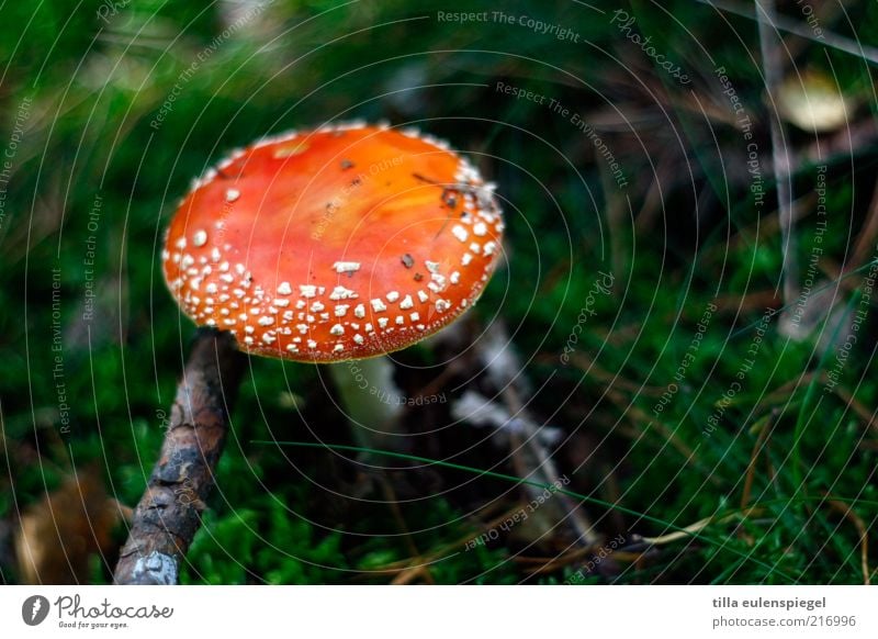 wollt auch mal n Fliegenpilzfoto posten. Natur Herbst klein natürlich gefährlich Gift ungenießbar Moos Waldboden Farbfoto Außenaufnahme Textfreiraum oben