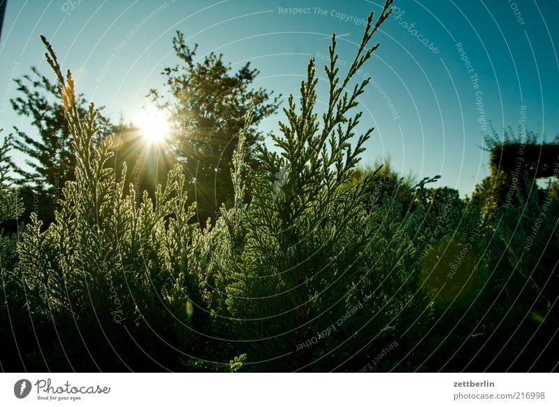 Thuja am Morgen Umwelt Natur Pflanze Wolkenloser Himmel Herbst Sträucher Grünpflanze Park Leben Tau Lebensbaum Hecke Sonnenstrahlen Sonnenaufgang Farbfoto