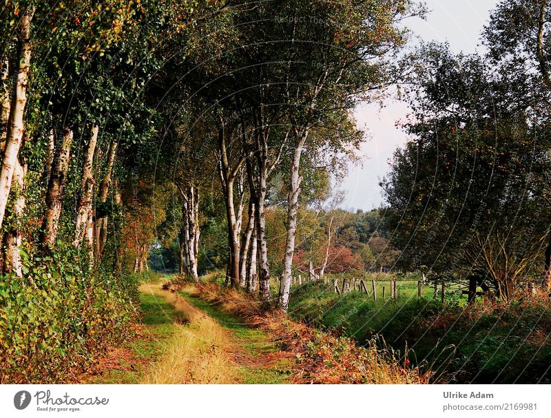 Unterwegs im Teufelsmoor Design einrichten Dekoration & Verzierung Tapete Natur Landschaft Pflanze Erde Sommer Herbst Baum Gras Blatt Birke Birkenallee