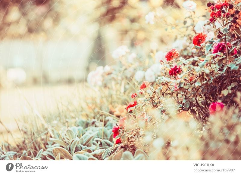 Herbst Blumen im Garten Lifestyle Design Sommer Natur Pflanze Schönes Wetter Gras Park rosa herbstlich Herbstfärbung Herbstbeginn Farbfoto Außenaufnahme