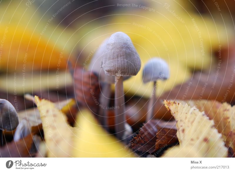 Männlein 1 Natur Herbst Blatt Wachstum klein Pilz Herbstlaub herbstlich Gift Farbfoto Außenaufnahme Nahaufnahme Makroaufnahme Menschenleer