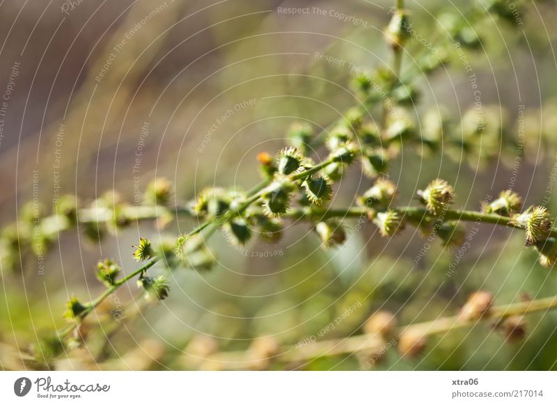 grün in scharf-unscharf Umwelt Natur Pflanze Sträucher ästhetisch Farbfoto Außenaufnahme Nahaufnahme Unschärfe Menschenleer Querformat