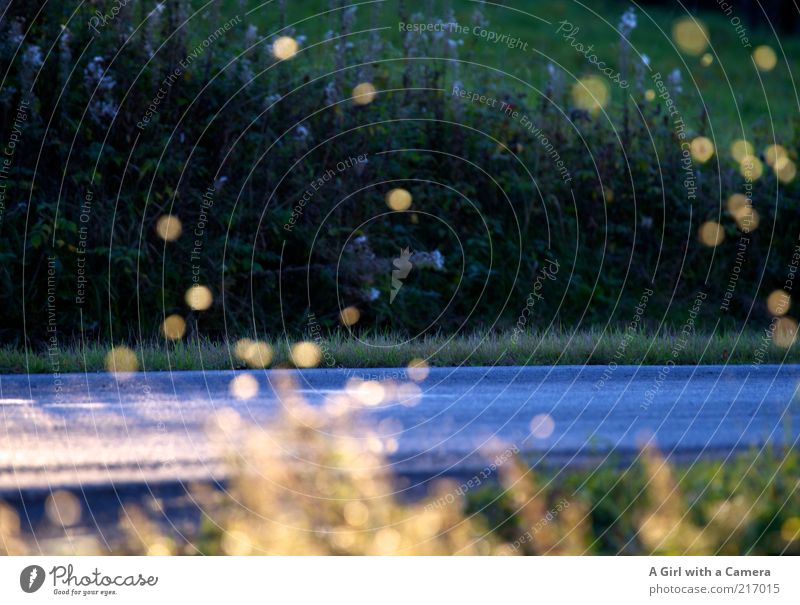 fliegentanz Umwelt Natur Pflanze Tier Herbst Insekt Schwarm leuchten blau gelb gold Straßenrand Lichtpunkt Lichtfleck Schweben Landstraße Blendenfleck