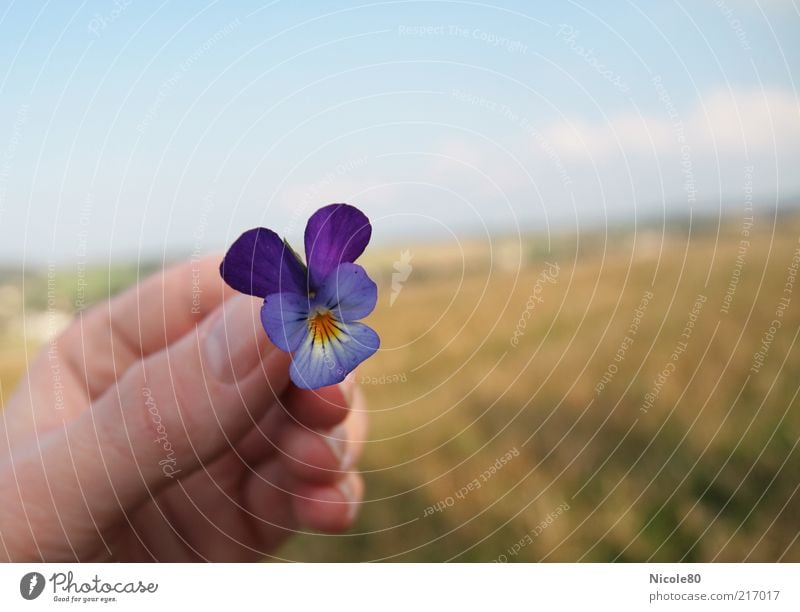 wildes stiefmütterchen Natur Landschaft Pflanze Herbst Blüte frisch zart Stiefmütterchen Stiefmütterchenblüte Hand festhalten gepflückt Farbfoto Außenaufnahme