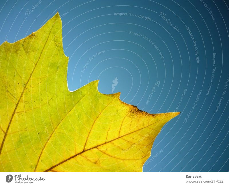 ye ll ow harmonisch Natur Pflanze Himmel Wolkenloser Himmel Sonnenlicht Herbst Schönes Wetter Blatt gelb gold Wandel & Veränderung Herbstlaub Farbfoto