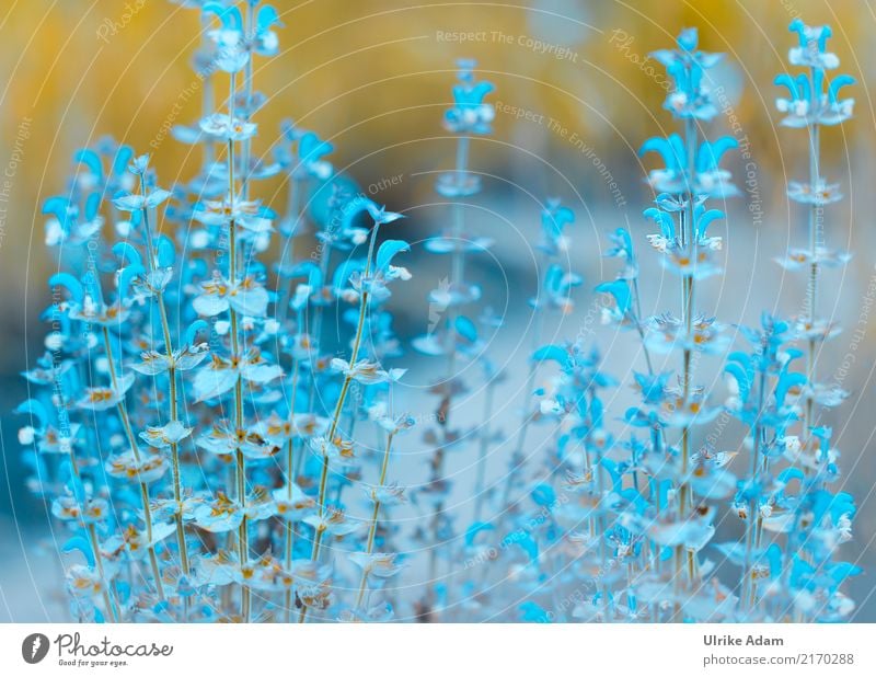 Im Kräutergarten - Muskatellersalbei Kräuter & Gewürze Natur Pflanze Sommer Herbst Blatt Blüte Nutzpflanze Salbei Salbeiblüten Muskatsalbei Garten Blühend