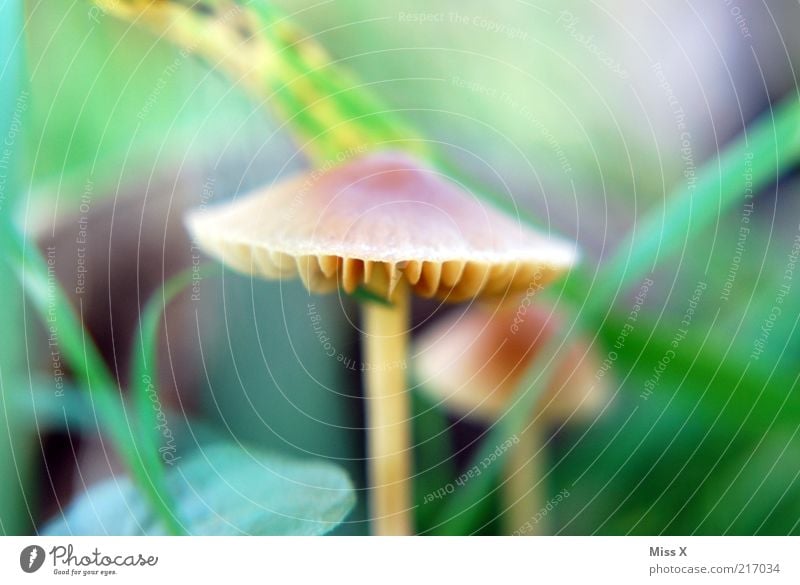 Männlein 2 Natur Herbst Wachstum klein Pilz Pilzhut Lamelle herbstlich Farbfoto mehrfarbig Außenaufnahme Makroaufnahme Menschenleer Schwache Tiefenschärfe