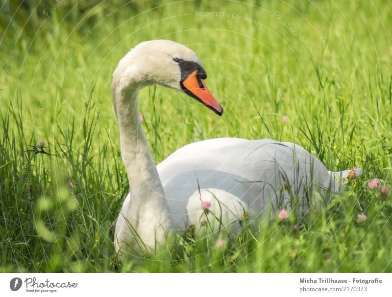 Schwan auf der Wiese Umwelt Natur Pflanze Tier Sonne Sonnenlicht Schönes Wetter Blume Gras Wildpflanze Wildtier Vogel Tiergesicht Flügel Kopf Schnabel 1