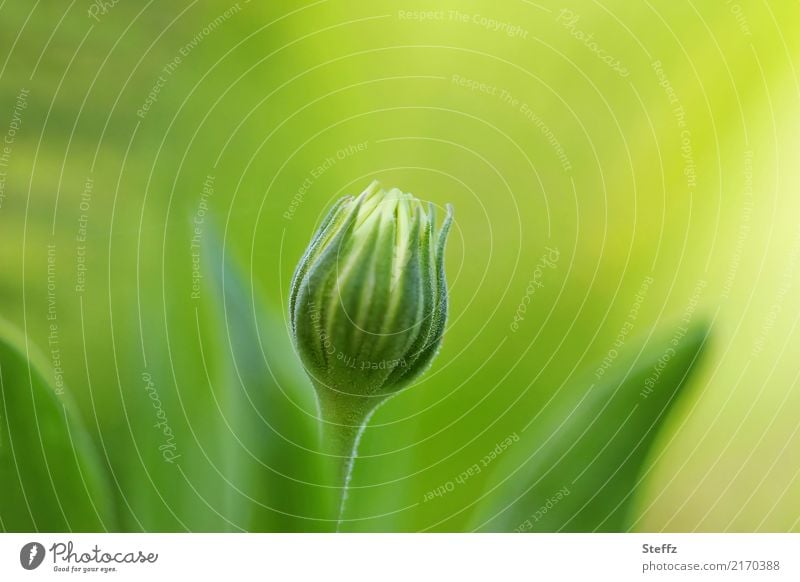 Ton in Ton | Blütenknospe eines Kapkörbchen Kapmargerite Bornholmmargerite Asteraceae Osteospermum Osteospermum ecklonis Korbblütler Jungpflanze Balkonblume