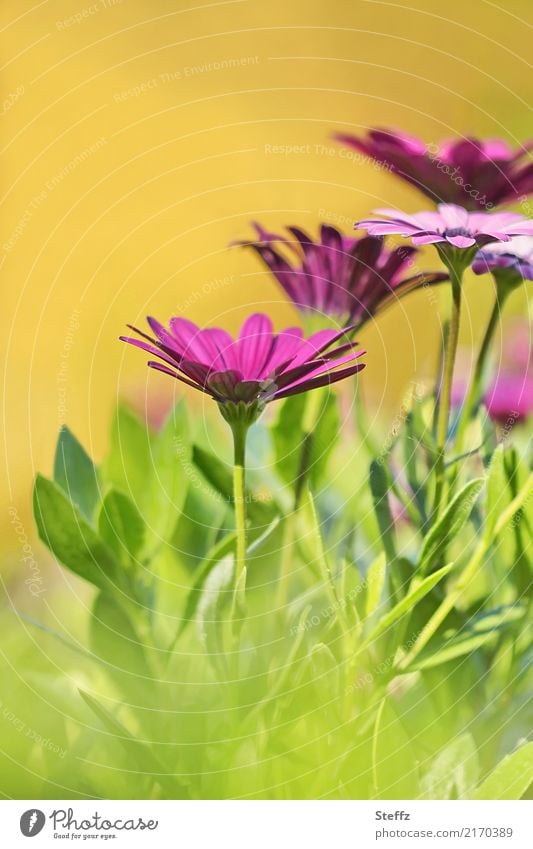 Kapkörbchen im warmen Sonnenlicht Osteospermum Korbblütler Kapmargeriten Bornholmmargerite Asteraceae Balkonblumen Osteospermum ecklonis Zierpflanzen blühen