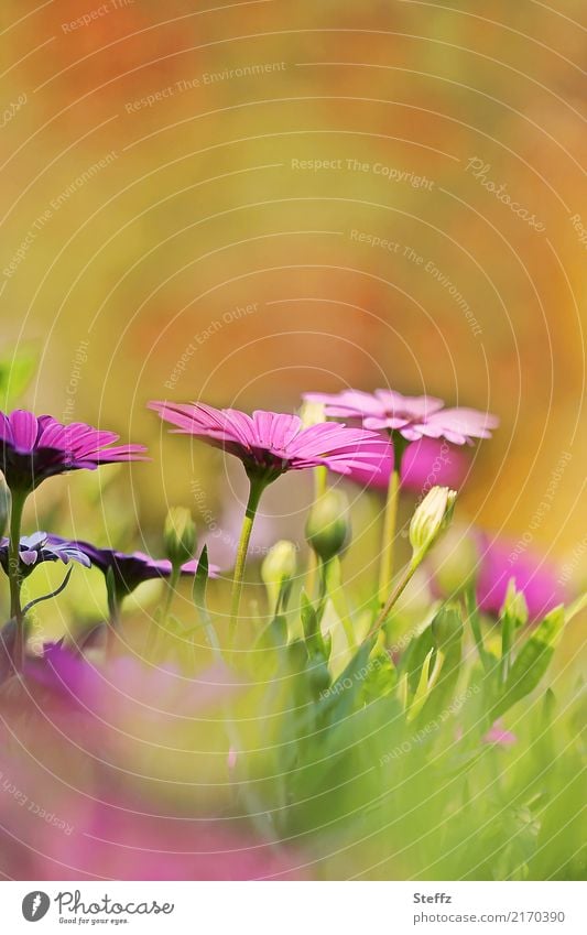 die Kapkörbchen blühen Osteospermum Osteospermum ecklonis Kapmargeriten Korbblütler Bornholmmargerite Asteraceae Balkonblumen Zierpflanzen Blütenknospen