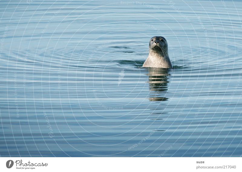 Watt, Interferenzen? Wo? Natur Tier Wasser Wellen Meer Wildtier Tiergesicht 1 beobachten Blick authentisch außergewöhnlich lustig niedlich wild blau Neugier