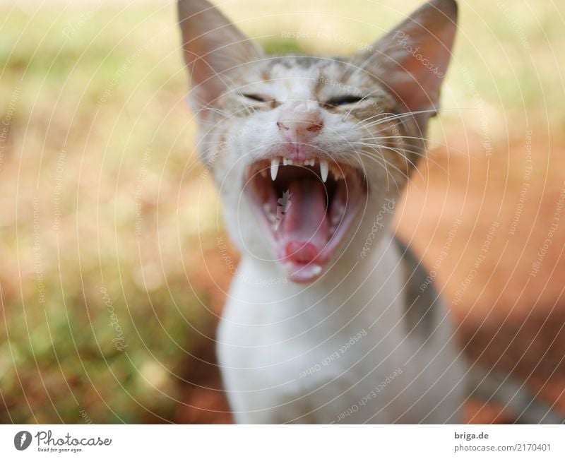 gerade erwacht Tier Katze Tiergesicht 1 Tierjunges bedrohlich Leidenschaft Gelassenheit Müdigkeit Trägheit bequem Zufriedenheit Freude Natur Pause Perspektive