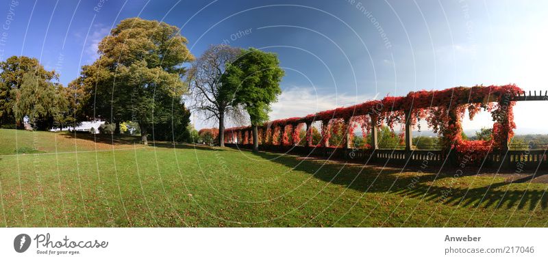 Herbstpanorama Kasseler Weinberg-Park Umwelt Natur Landschaft Pflanze Himmel Klima Wetter Schönes Wetter Baum Gras Sträucher Wiese Hessen Deutschland