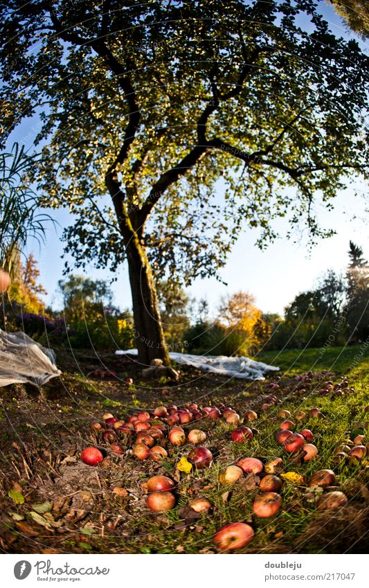 abapfeln Garten Baum Apfelbaum Herbst Jahreszeiten Schönes Wetter Wolkenloser Himmel Oktober Frucht Ernte Gegenlicht Sonnenlicht Boden liegen Obstbau