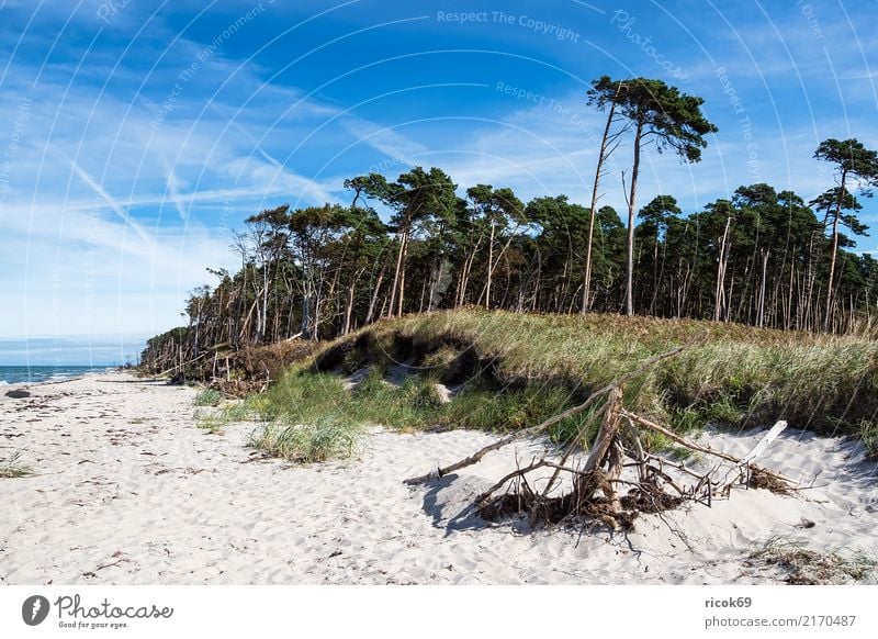 Der Weststrand auf dem Fischland-Darß Erholung Ferien & Urlaub & Reisen Tourismus Strand Meer Wellen Natur Landschaft Wolken Baum Wald Küste Ostsee blau grün