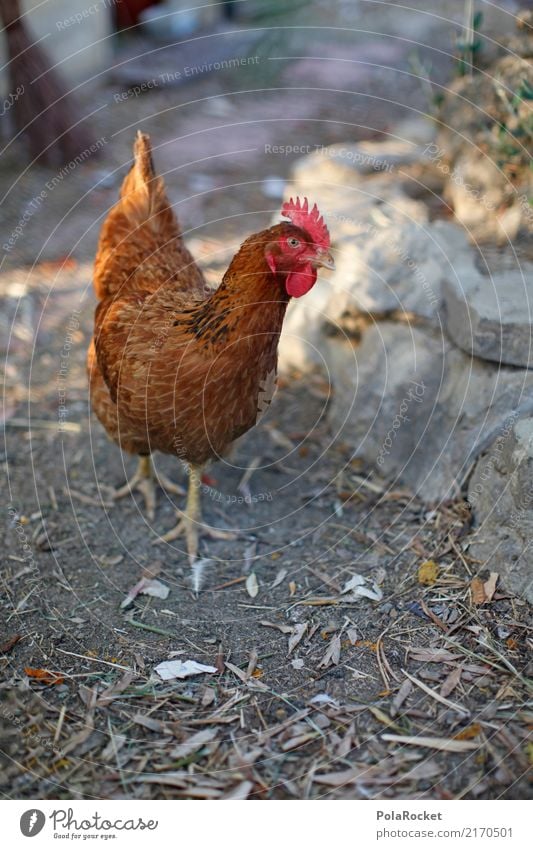 #A# Fleisch mit Auslauf Tier Nutztier Vogel ästhetisch Freilandhaltung auslaufen Haushuhn Bioprodukte ökologisch Würde Gehege Stall Farbfoto mehrfarbig