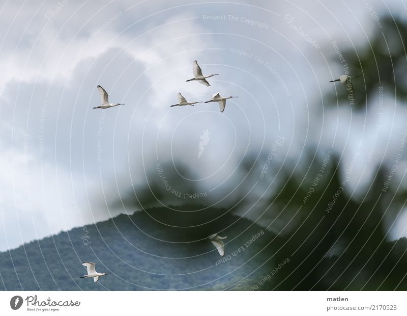 Flug der Löffler Landschaft Sommer schlechtes Wetter Berge u. Gebirge Tier Wildtier Vogel Schwarm fliegen beobachten Blatt Farbfoto Gedeckte Farben