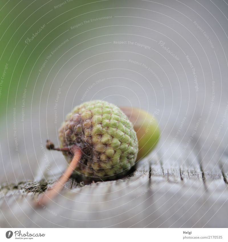 noch ein Früchtchen ... Umwelt Natur Pflanze Herbst Frucht Eicheln Baumstamm Stengel Holz liegen dehydrieren ästhetisch klein natürlich braun grau grün