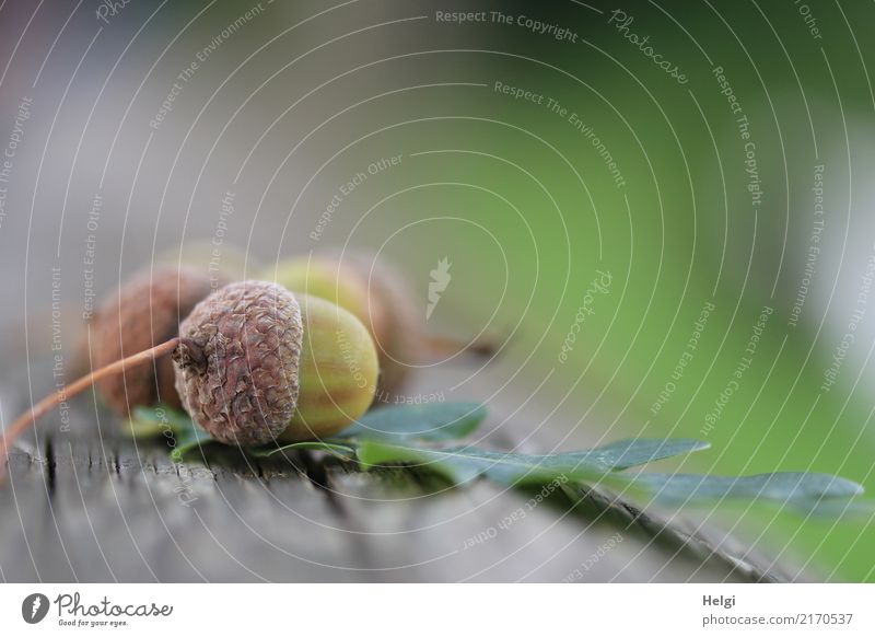 Herbstfrüchte Umwelt Natur Pflanze Blatt Eicheln Samen Baumstamm Park Holz liegen klein natürlich braun grau grün Stimmung Wandel & Veränderung 3 Eichenblatt