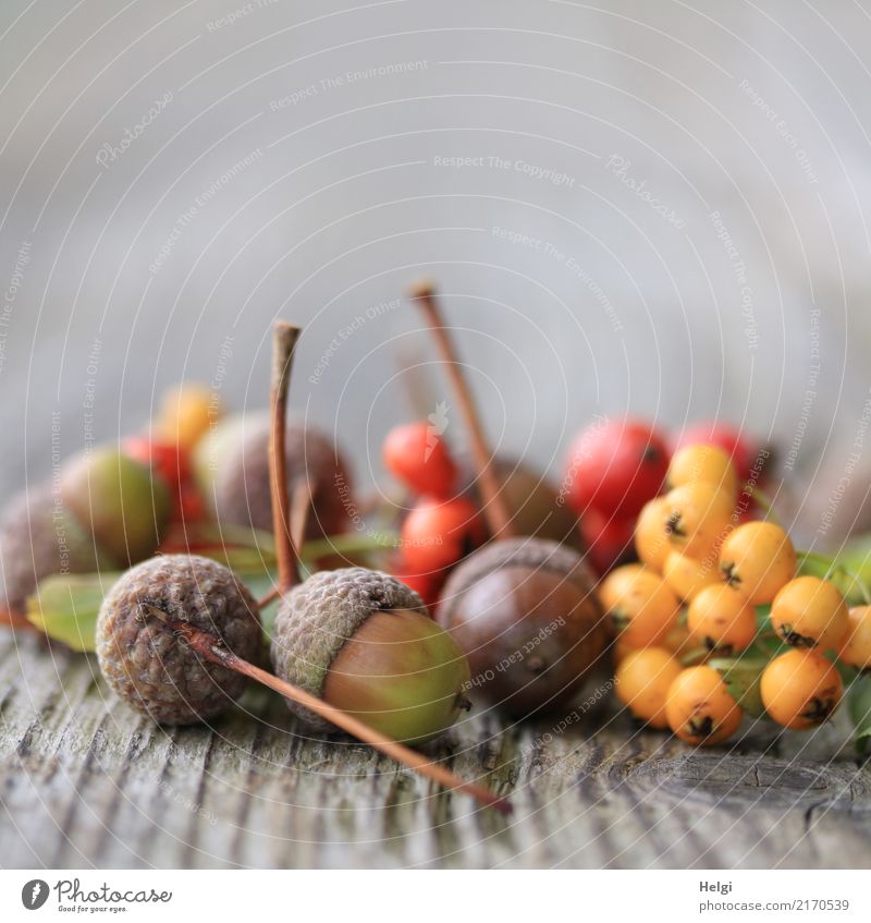 Herbstfrüchte Umwelt Natur Pflanze Blatt Frucht Eicheln Beeren Feuerdorn Stengel Park Holz liegen dehydrieren klein natürlich rund braun gelb grau grün rot