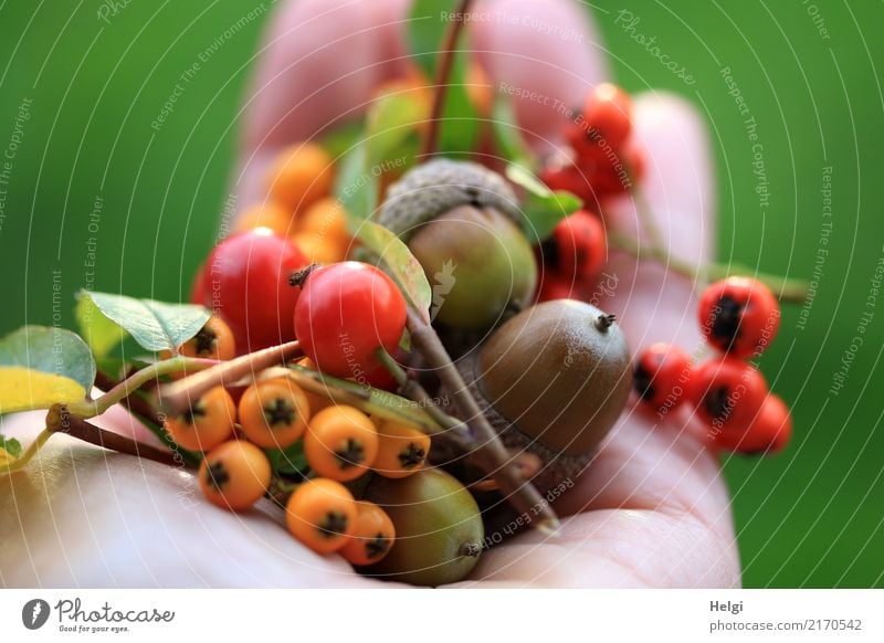 herbstliches Sammelsurium Hand Finger Umwelt Natur Pflanze Herbst Blatt Wildpflanze Frucht Beeren Eicheln Hagebutten Feuerdorn Park liegen authentisch klein