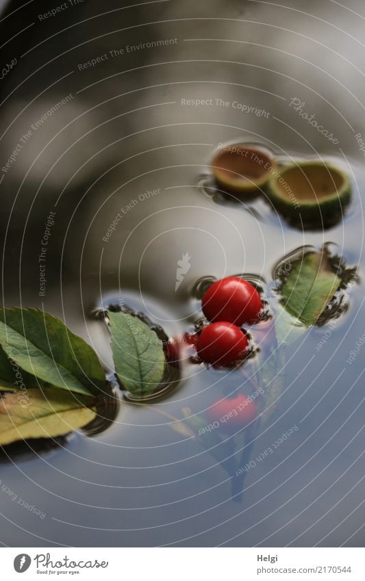 schwimmende Herbstfrüchte Umwelt Natur Pflanze Wasser Blatt Wildpflanze Beeren Hagebutten Park Schwimmen & Baden außergewöhnlich einzigartig klein nass