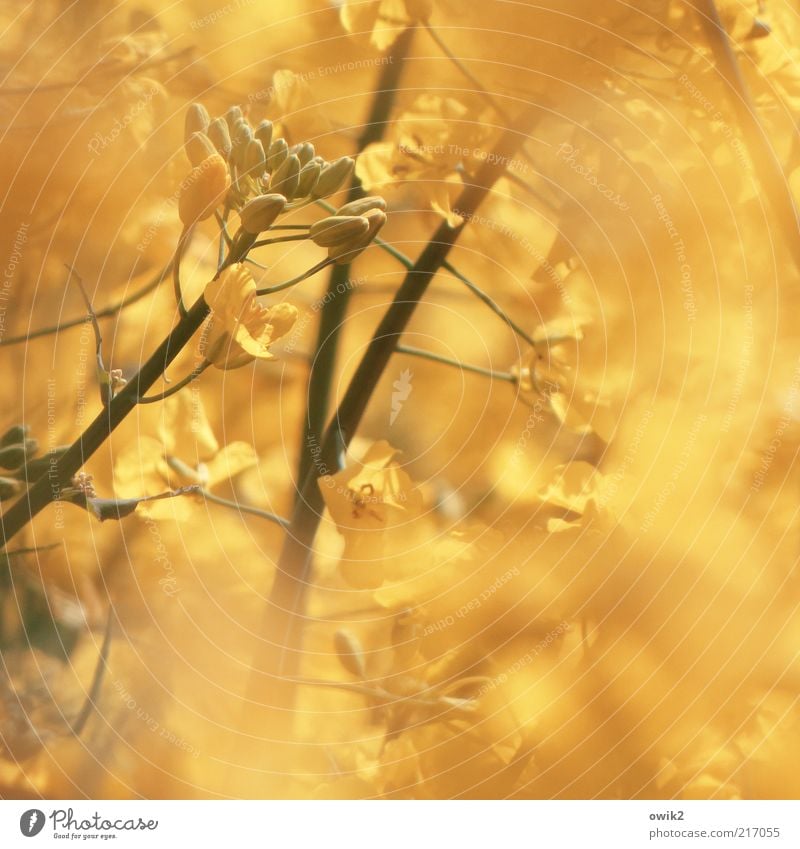 Goldfinger Umwelt Natur Pflanze Frühling Klima Wetter Blüte Nutzpflanze Raps Rapsfeld Landwirtschaft Ackerbau Futterpflanze Stengel Frucht Samen Blühend Duft