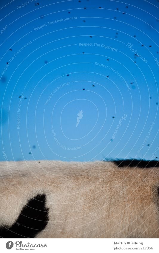 Kuh Kosmos Natur Luft Wolkenloser Himmel Tier Nutztier Fliege 1 Schwarm fliegen oben blau schwarz Fell fliegend Plagegeist Rücken Kuhfell Farbfoto Außenaufnahme