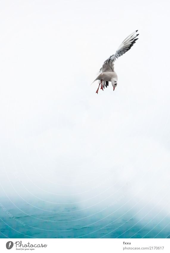 Fliegende Möwe in Venedig Vogel Meer fliegen Möwenvögel Wasser Freiheit Schnabel Feder Natur Sturzflug Vor hellem Hintergrund