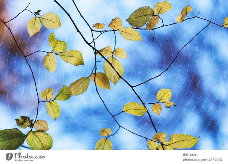 Herbst II Umwelt Natur Landschaft Pflanze Tier Himmel Frühling Sommer Baum Sträucher Blatt Blüte Grünpflanze Garten Park Wiese Feld Wald beobachten leuchten