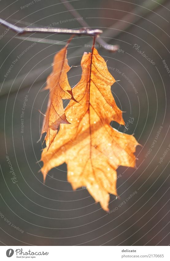 Herbst Umwelt Natur Pflanze Tier Baum Blatt Garten Park Feld Wald alt Wachstum Ast Zweig Zweige u. Äste orange Freisteller herbstlich Farbfoto Gedeckte Farben