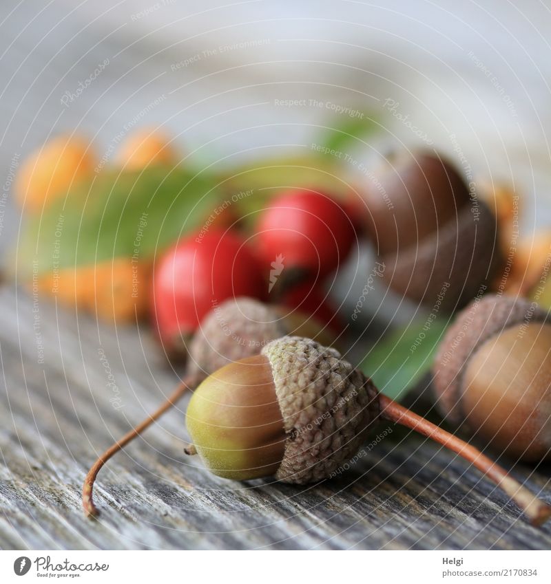 Festplatte(-tafel) | für Vögel und Eichhörnchen Umwelt Natur Pflanze Herbst Blatt Frucht Beeren Eicheln Hagebutten Feuerdorn Park Holz liegen klein natürlich