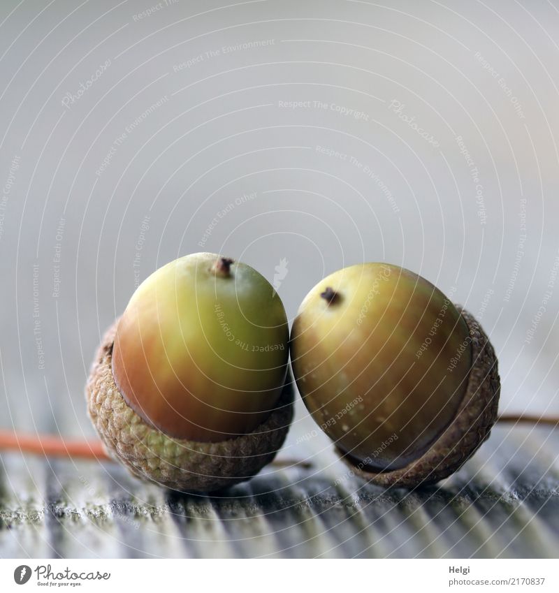 Mini-Kuschelgruppe Umwelt Natur Pflanze Herbst Eicheln Park Holz berühren liegen dehydrieren einfach Zusammensein klein natürlich braun grau grün Idylle Leben