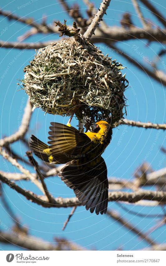 warmes Heim Umwelt Natur Pflanze Baum Ast Garten Park Tier Wildtier Vogel Flügel Webervogel Nest Webernest 1 bauen natürlich Farbfoto Außenaufnahme Tierporträt