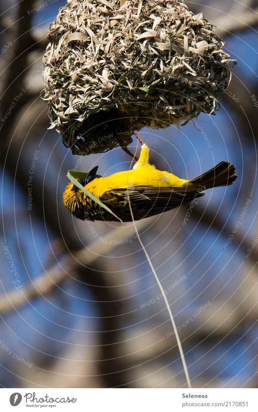 Häuslebauer Ferien & Urlaub & Reisen Ferne Freiheit Sommer Umwelt Natur Baum Ast Gras Garten Park Wald Tier Wildtier Vogel Flügel Webervogel 1 bauen natürlich