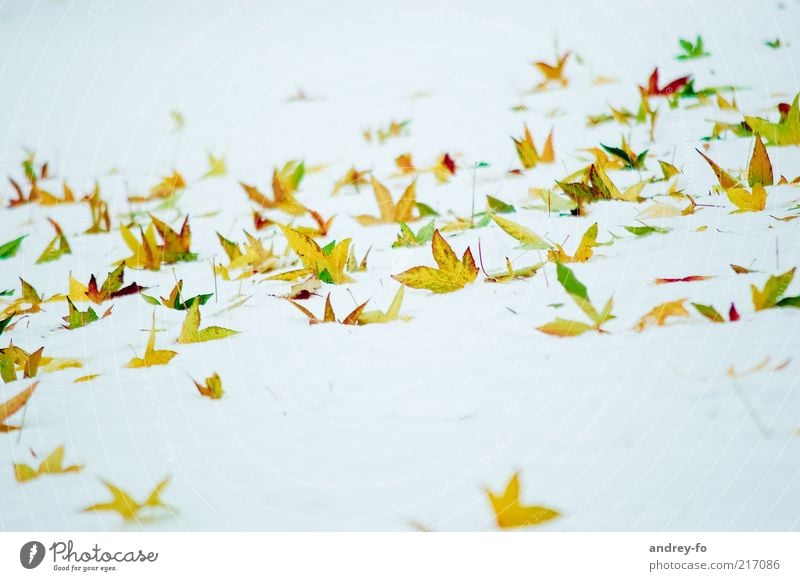 Winterschmetterlinge Schnee Natur Herbst Blatt gelb gold grün weiß Herbstlaub Winterstimmung Wintertag Spitze eckig kalt hell Blätterfall Schneedecke schön