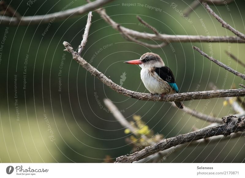 Eisvogel Vogel Baum Ast Schwache Tiefenschärfe Natur Außenaufnahme Farbfoto Eisvögel Umwelt natürlich Tierporträt Wildtier Schnabel Tag Seeufer Tiergesicht