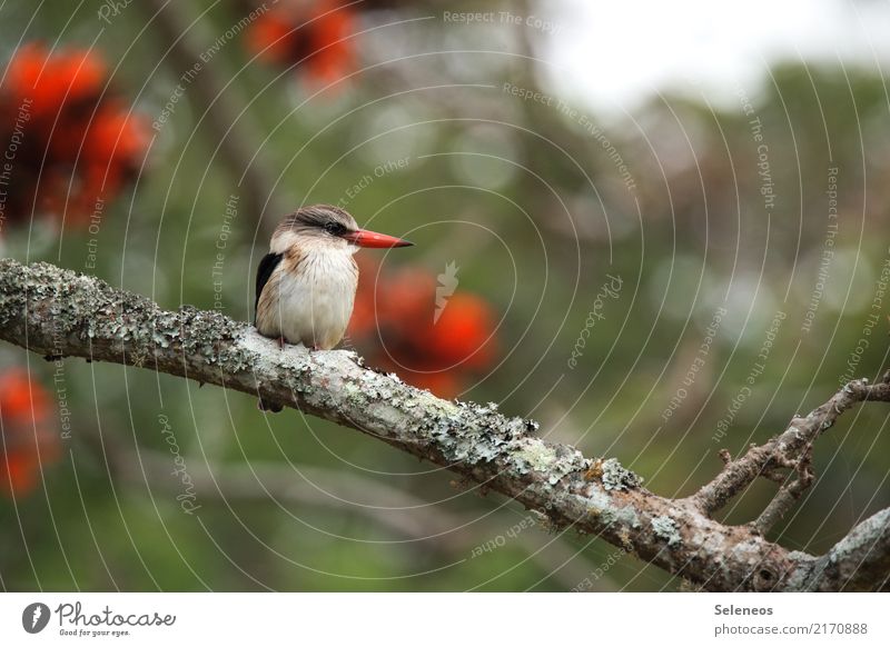 stiller Beobachter Vogel Eisvogel Schwache Tiefenschärfe Außenaufnahme Tierporträt Eisvögel Farbfoto Wildtier Umwelt Natur Menschenleer Schnabel natürlich