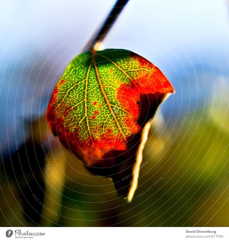 I love the autumn Natur Pflanze Herbst Blatt grün rot Herbstlaub herbstlich Herbstfärbung Herbstbeginn Blattadern Blattgrün Jahreszeiten hängen vertrocknet