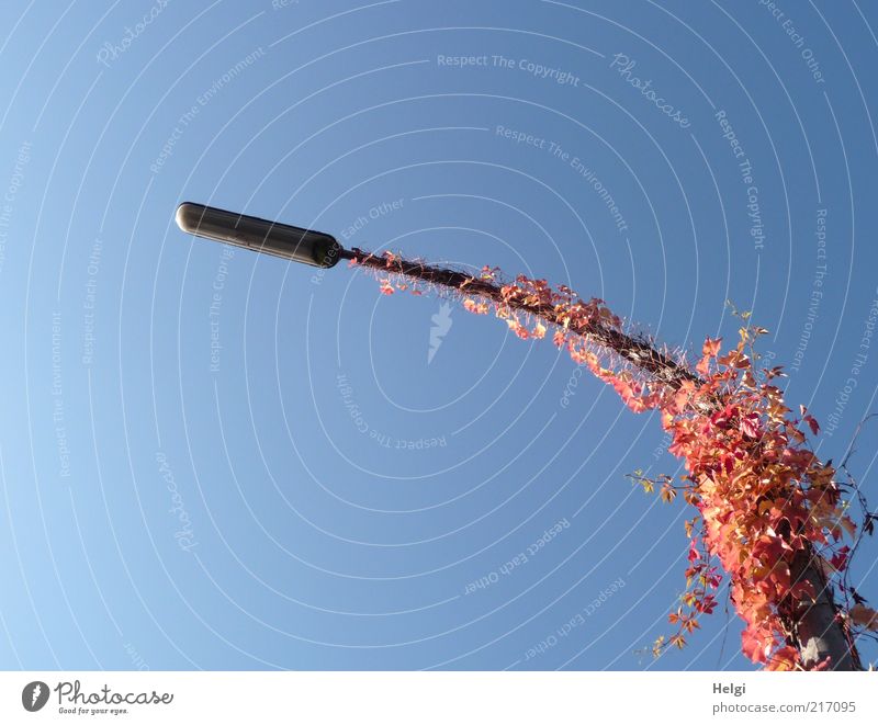 Laterne im Herbstgewand... Umwelt Natur Pflanze Himmel Wolkenloser Himmel Schönes Wetter Blatt Wildpflanze Wein Laternenpfahl Lampe ästhetisch außergewöhnlich